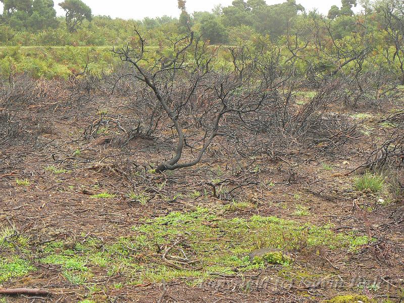 Burnt out area, Heathland in the rain, New Forest P1120571.JPG